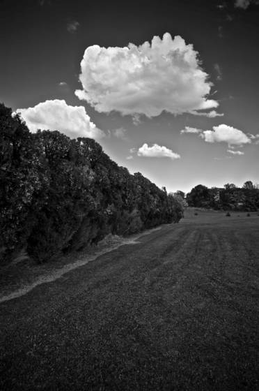 Chestnut_ridge_juniper_series__4