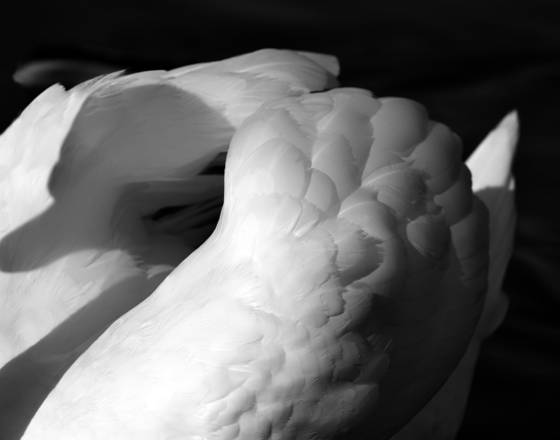 Swan