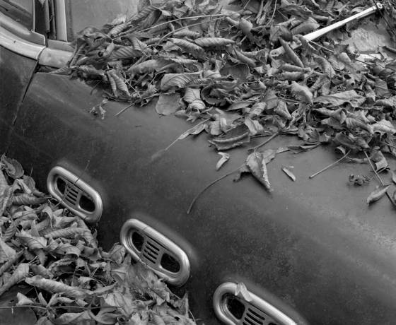 Wing_-_buick_and_foliage