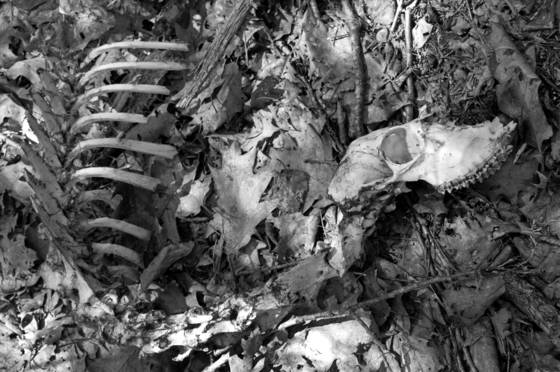Remains_2