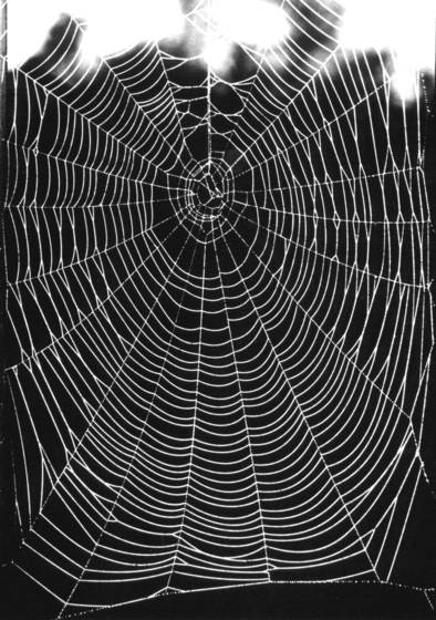 Web