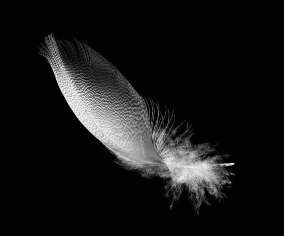 Feather