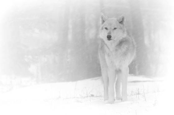 Guard_duty
