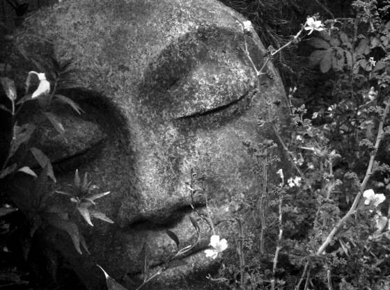 Garden_face