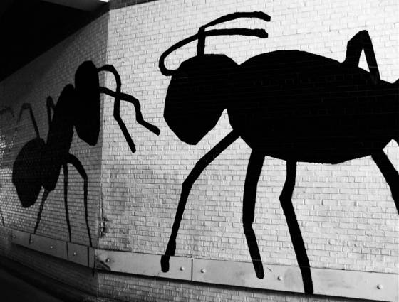 Alley_ants