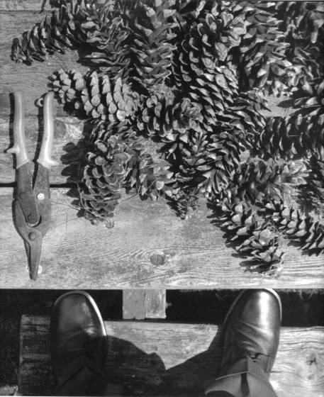 Pine_cones_and_self