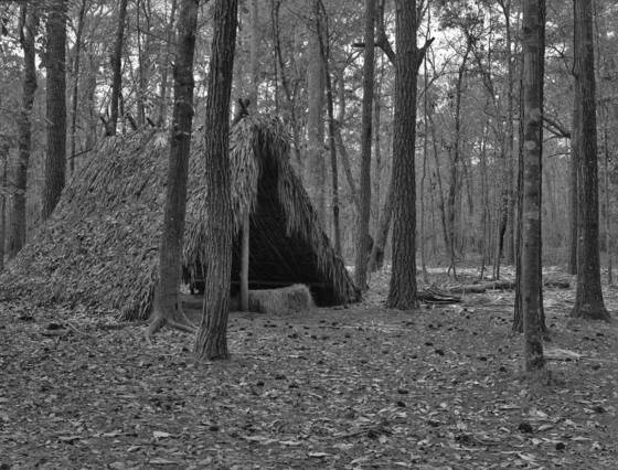 Ground_cover