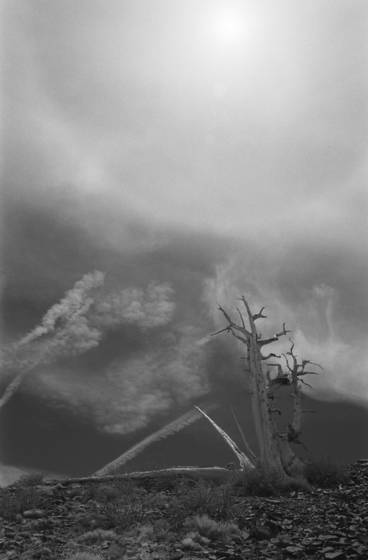 Lone_bristcone_pine