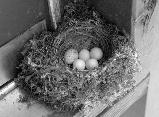 Cowbird_egg_in_phoebe_nest