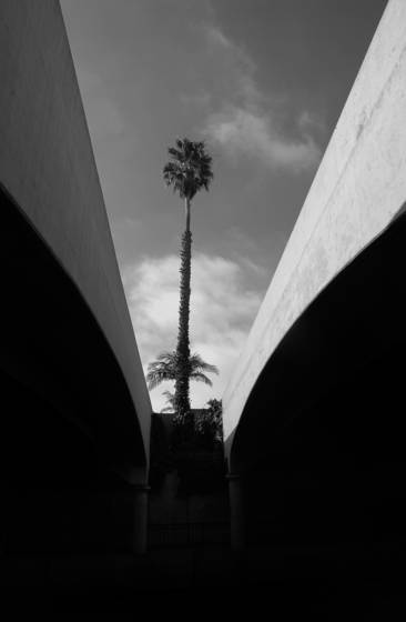 Lone_palm