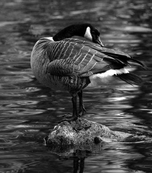 Goose