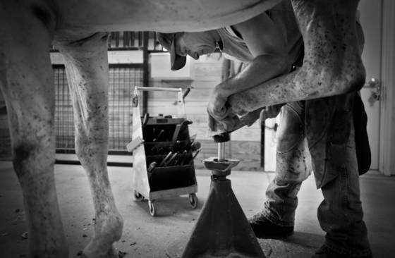 Farrier_3