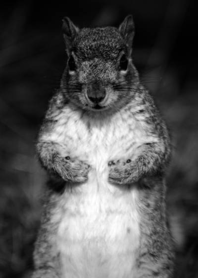 Mr__greedytummy