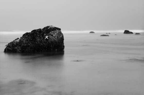 Low_tide_no__7_-_starfish