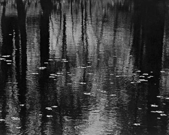 Texas_swamp