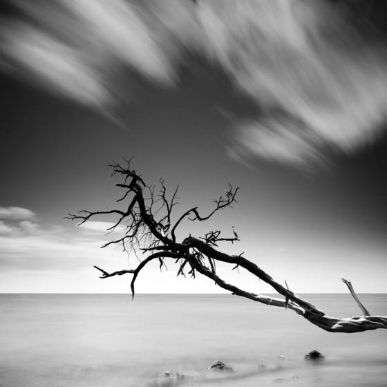 Kiawe_and_clouds