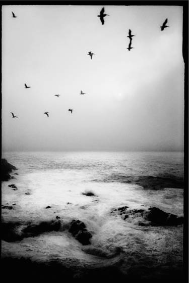Pelicans