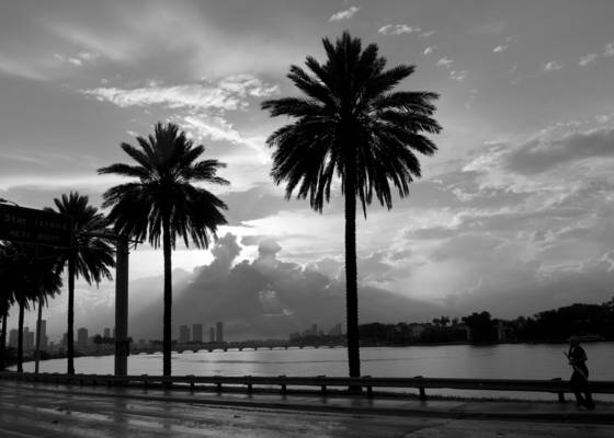 Palm_trees