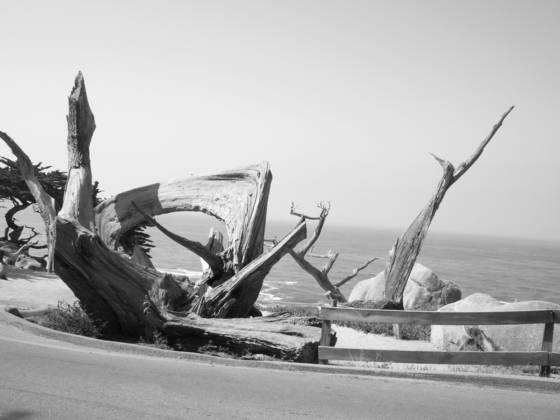 Driftwood_art_at_sea