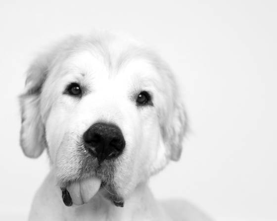 The_tongue
