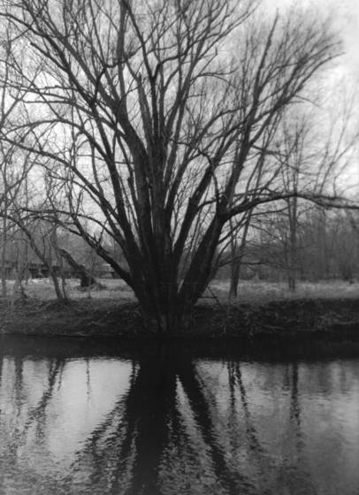 Tree_at_brandywine_museum