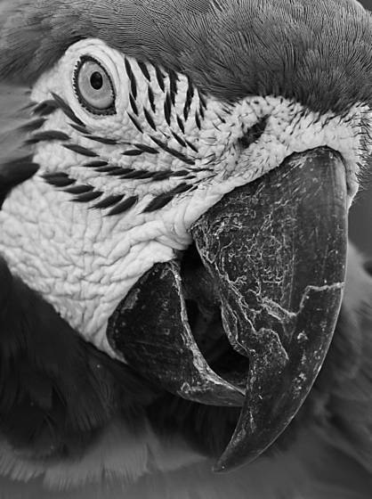 Bi_macaw