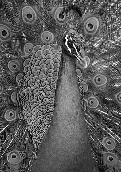Bi_peacock