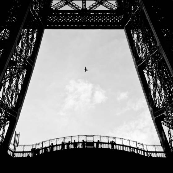 Birds_eye_view