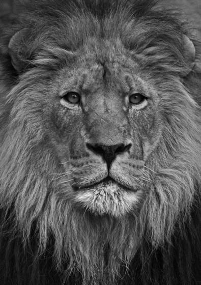 Otw_king_of_beasts
