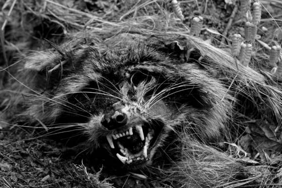 Dead_racoon