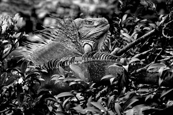 Iguana