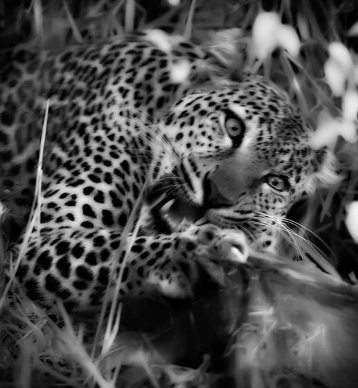 An_african_dinner_3