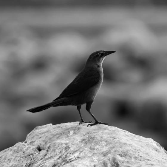 Bird_confident
