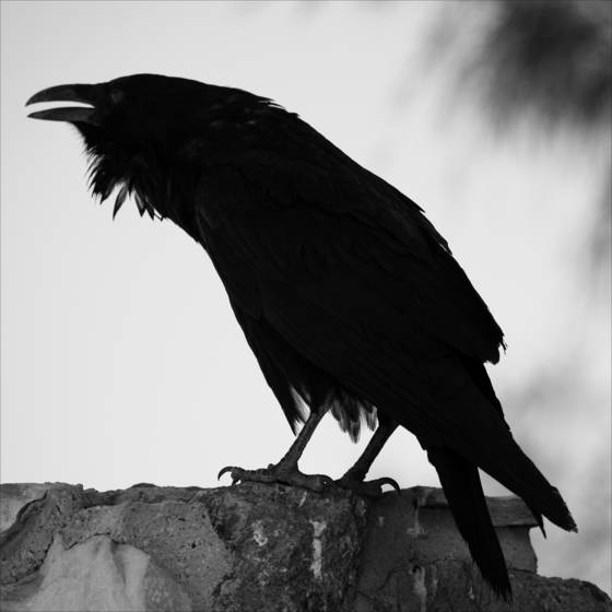 Desert_raven
