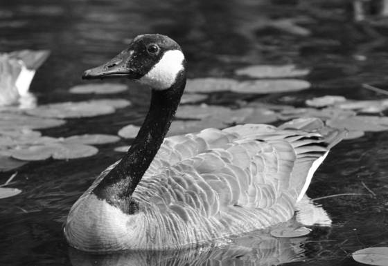 Mother_goose