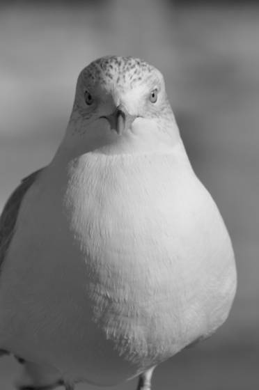 Seagull_portrait