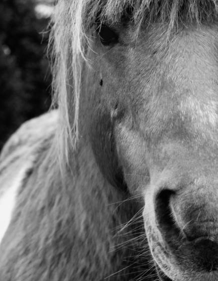 Park_hotel_pony