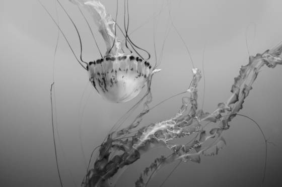 Sea_dance_1