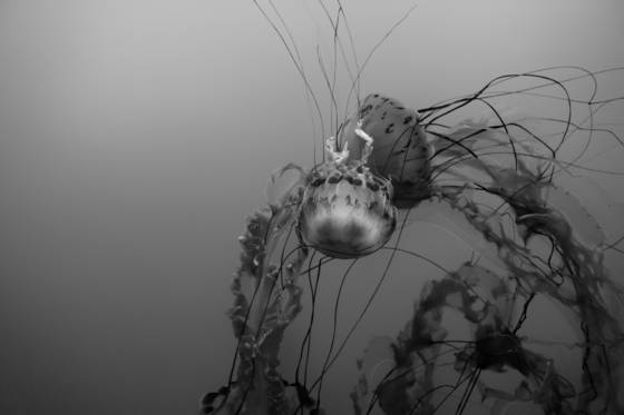 Sea_dance_6