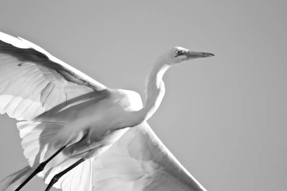 Crescendo