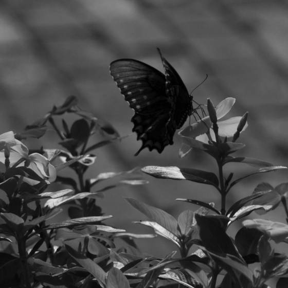 Butterfly_central_park