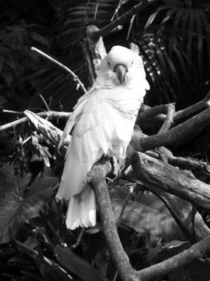 Bird_2