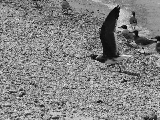 Bird_4