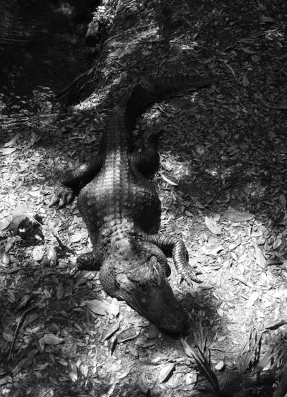 Gator_hole_1