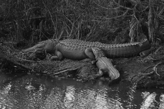 Gator_hole_2