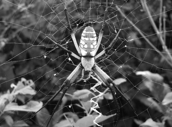 Banana_spider