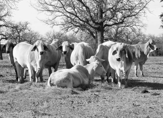 Brahman__columbus