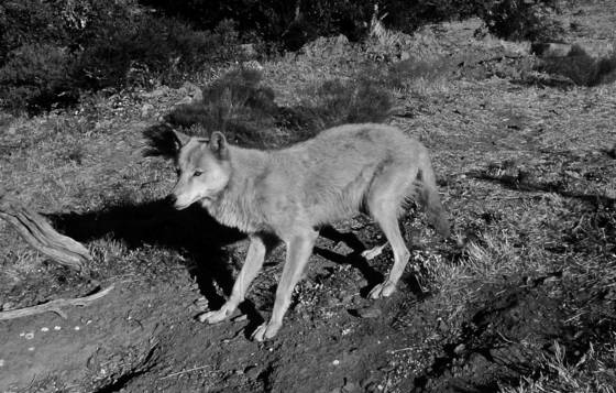 Cwc_alaskan_wolf_2_