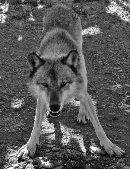 Cwc_alaskan_wolf_7