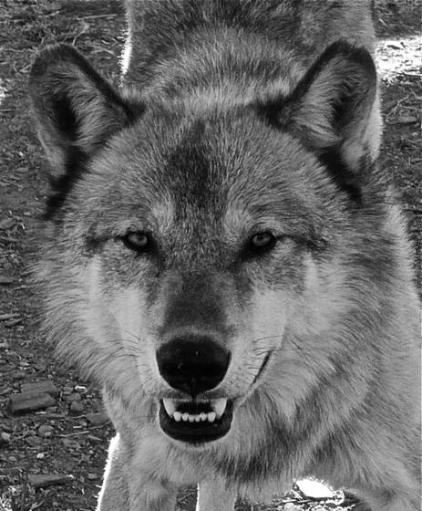 Cwc_alaskan_wolf_8